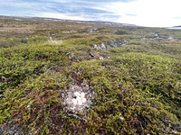 Tundra Bean Goose, Komagværstranda, Norway, June 2025