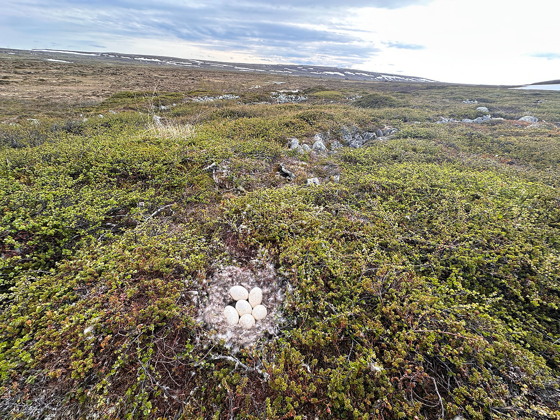 Tundra Bean Goose, Komagværstranda, Norway, June 2025