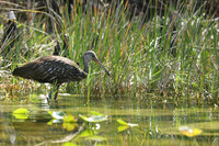 Limpkin