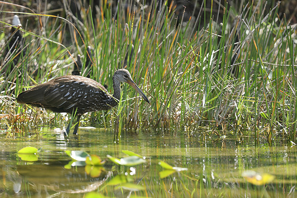 Limpkin, Florida, February 2020