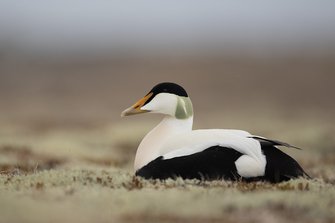 Eider Duck, Raufarhofn, Iceland, June 2022