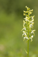 Greater Butterfly-orchid, Yockletts Bank, May 2024