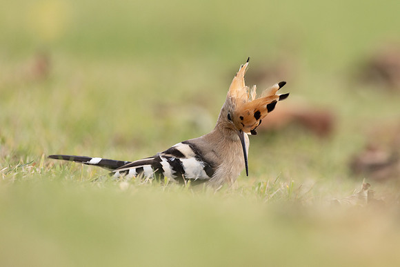Hoopoe, Swansea, October 2024