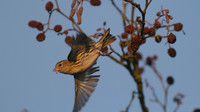 Siskin, Scaling Dam, January 2015.