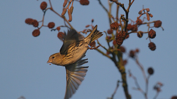 Siskin, Scaling Dam, January 2015.