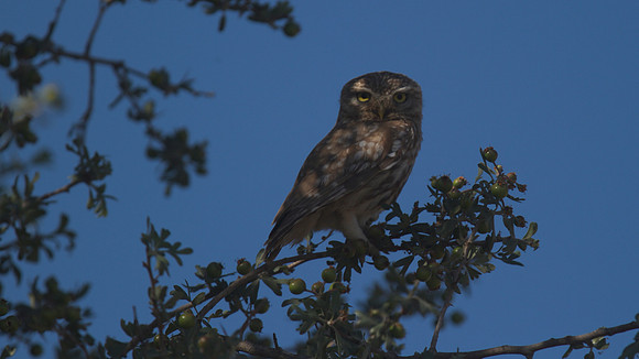 Little Owl, Larnaca Salt Lake 2014