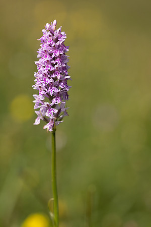 Common Spotted-orchid, Morgans Hill, June 2024