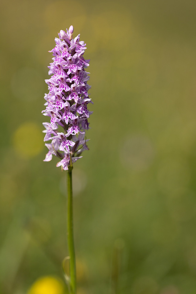 Common Spotted-orchid, Morgans Hill, June 2024