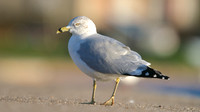 Ring-billed Gull, Walpole Park, Gosport, December 2014