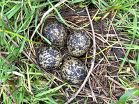 Lapwing, Burtle, May 2024