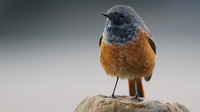 Eastern Black Redstart, Skinningrove, November 2016