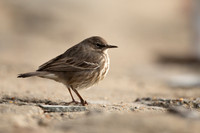Rock Pipit, Lyme Regis, March 2022