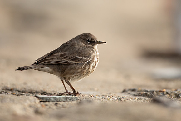 Rock Pipit, Lyme Regis, March 2022