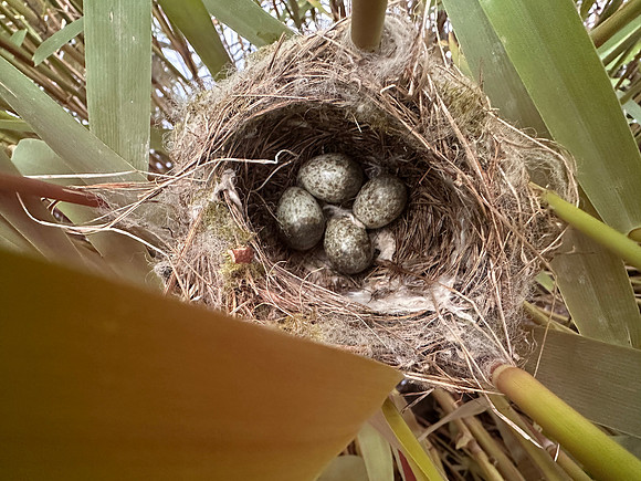 Reed Warbler, Rockhampton, May 2024
