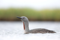 Red-throated Diver, Floi, Iceland, June 2022