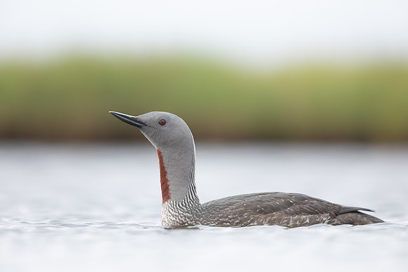 Red-throated Diver, Floi, Iceland, June 2022