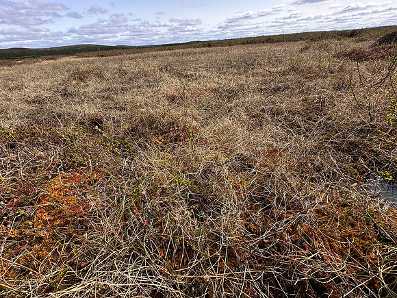 Ruff, Karigasniemi, Finland, June 2025
