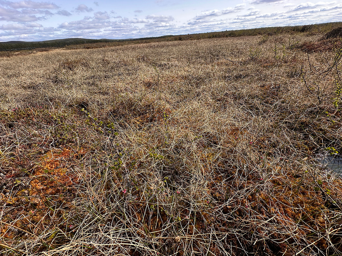 Ruff, Karigasniemi, Finland, June 2025