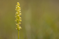 Musk Orchid, Cleeve common, June 2024