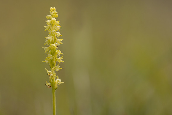 Musk Orchid, Cleeve common, June 2024