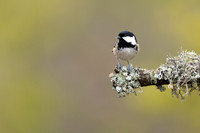 Coal Tit, Loch Morclich, February 2023