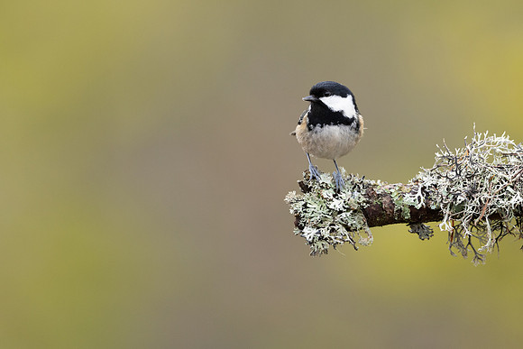 Coal Tit, Loch Morclich, February 2023