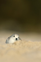 Sanderling, Fort Lauderdale, February 2020