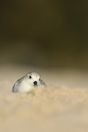 Sanderling, Fort Lauderdale, February 2020