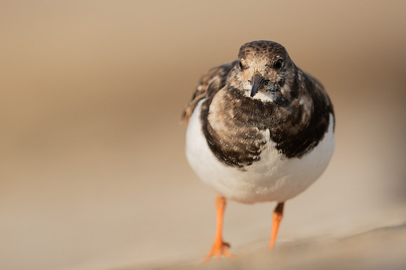 Turnstone, Lyme Regis, March 2022