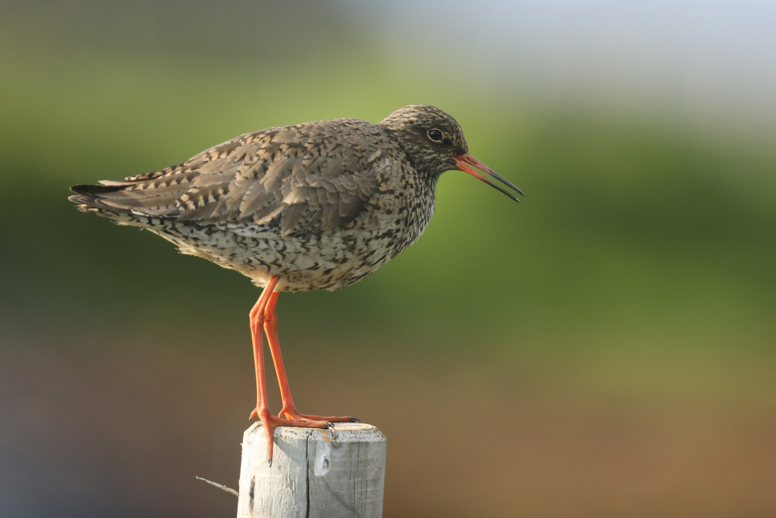 Redshank, Iceland June 2019