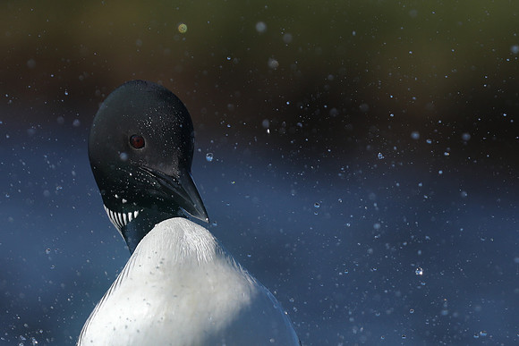Great Northern Diver, Iceland, June 2019