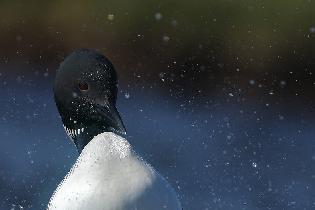 Great Northern Diver, Iceland, June 2019