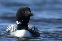 Great Northern Diver, Iceland, June 2019