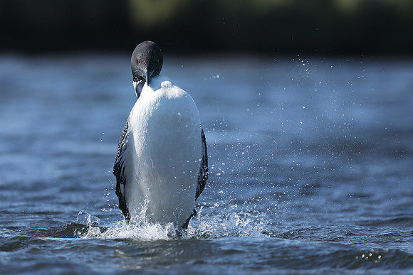 Great Northern Diver, Iceland, June 2019
