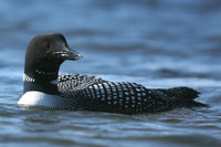 Great Northern Diver, Iceland, June 2019