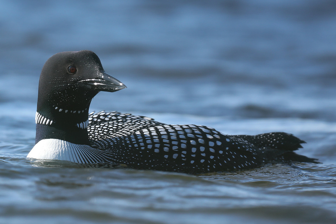 Great Northern Diver, Iceland, June 2019