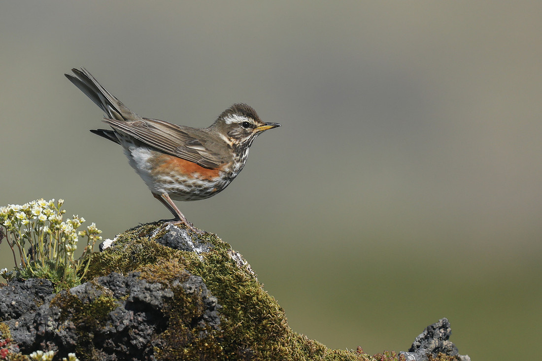 Redwing, Hellnar, Iceland, June 2019.