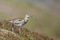 Whimbrel, Helenar, Iceland, June 2019