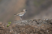 Whimbrel, Helenar, Iceland, June 2019