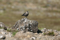 Arctic Skua, Hellnar, Iceland, June 2019