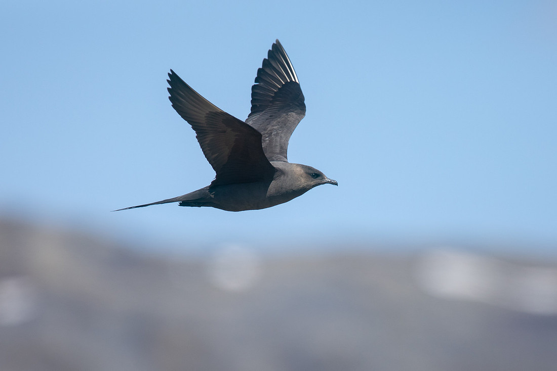 Arctic Skua, Hellnar, Iceland, June 2019