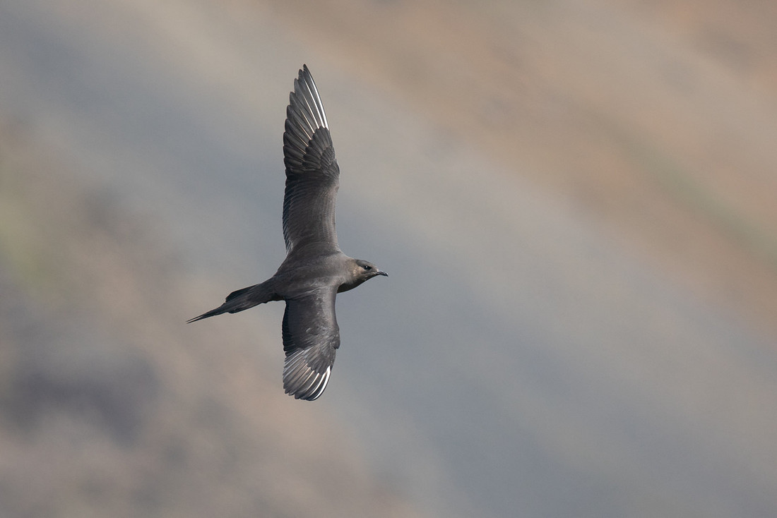 Arctic Skua, Hellnar, Iceland, June 2019