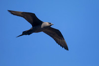Arctic Skua, Hellnar, Iceland, June 2019