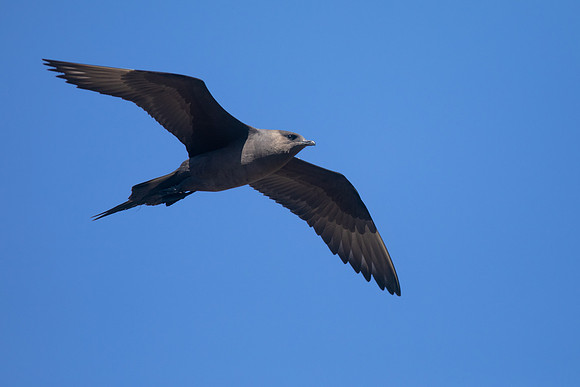 Arctic Skua, Hellnar, Iceland, June 2019