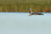 Red-Throated Diver, Floi, Iceland, June 2019