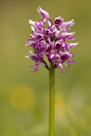 Monkey Orchid, Kent, May 2024