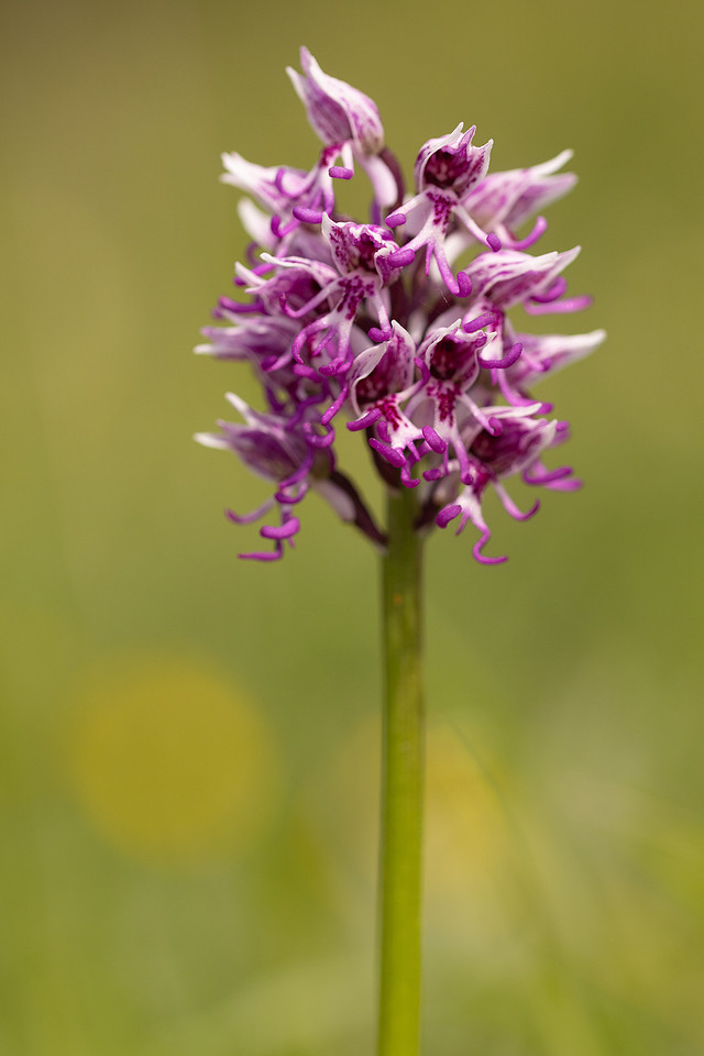 Monkey Orchid, Kent, May 2024