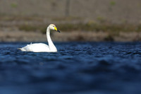 Whooper Swan, Snafellsnes, Iceland, June 2019