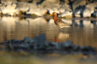Black-Tailed Godwit