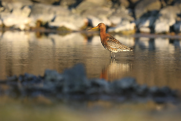Black-tailed Godwit, Borganes, Iceland, June 2019.